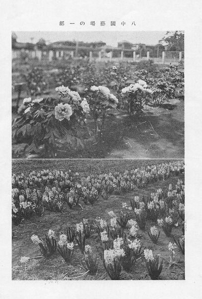 ファイル:校友会雑誌 第14号 005 広大な園芸場.jpg