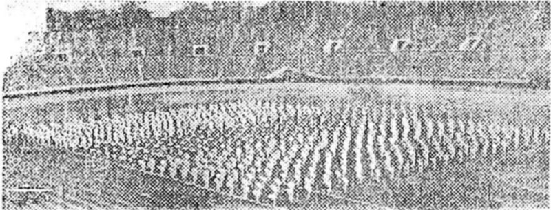 ファイル:1960 小山台体操を体育大会で披露 60周年記念誌.png